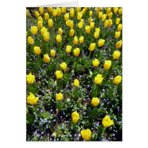 gula blommor tulip hälsningskort