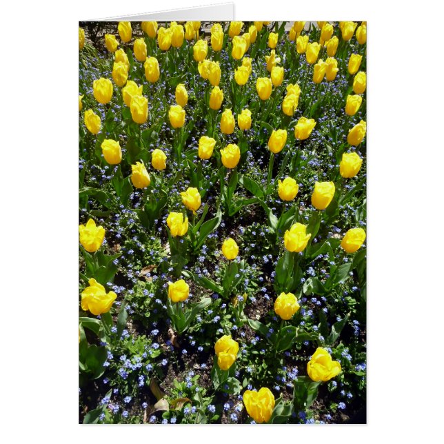 gula blommor tulip hälsningskort (Framsidan)