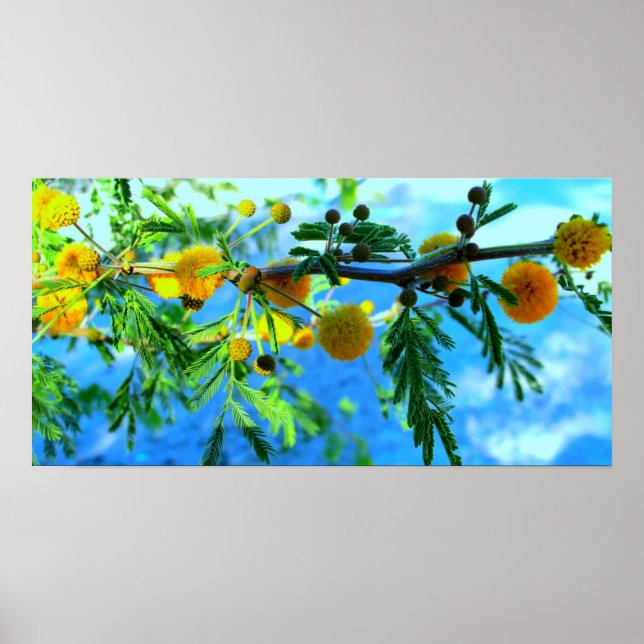 Gula blommor vid Träd Gren Poster (Framsidan)