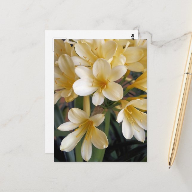 GULA BLOMMOR VYKORT (Fram/Back In Situ)