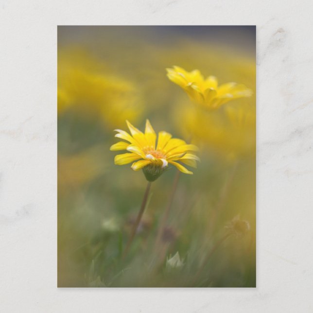 gula blommor vykort (Framsida)