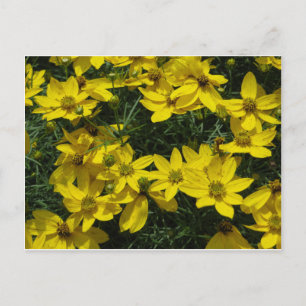 Gula blommor vykort