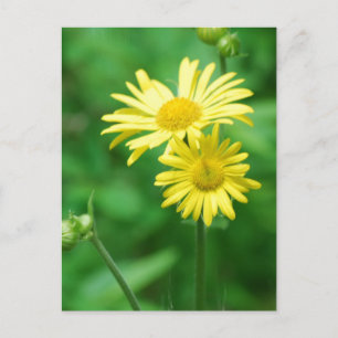 gula blommor vykort