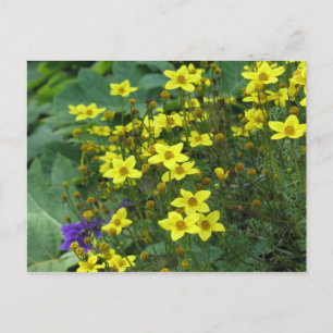 gula blommor vykort