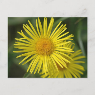 Gula blommor vykort