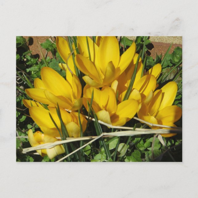 Gula blommor vykort (Framsida)