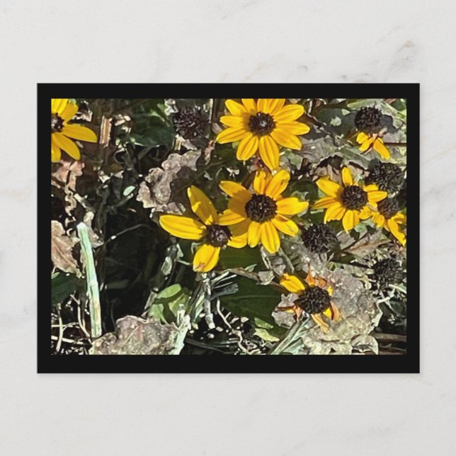 Gula blommor vykort med svart Gräns (Framsida)