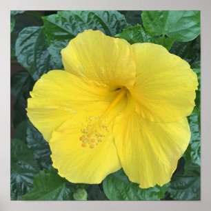 Gula blommorfoto poster