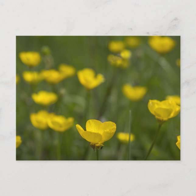 Gula Buttercupblommor Vykort (Framsida)