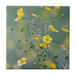 Gula buttercups kakelplatta