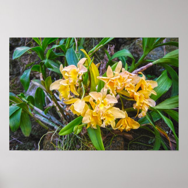 Gula Cattleya Orkidéer på Hawaii Poster (Framsidan)