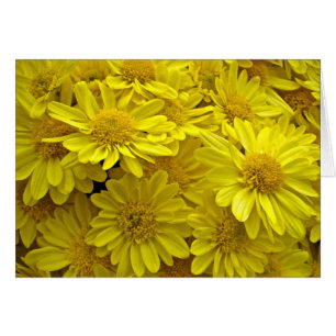 Gula Chrysanthemums för solsken Hälsningskort