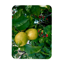 Gula citron med röda bär magnet