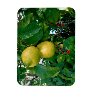 Gula citron med röda bär magnet
