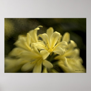 Gula Clivia Poster