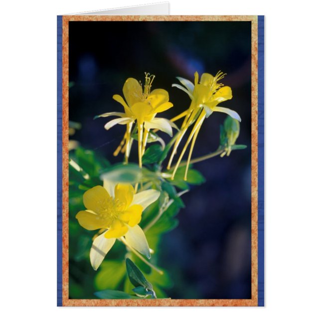 Gula Columbine. Hälsningskort (Framsidan)