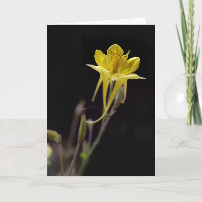 Gula Columbine Kort (Framsida)