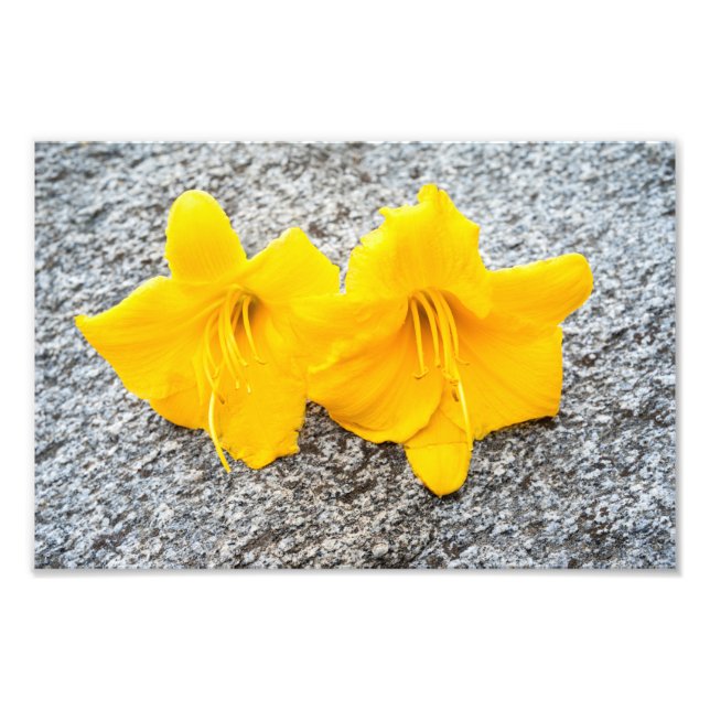 gula daglilje blommor i full blomning  fototryck (Framsidan)