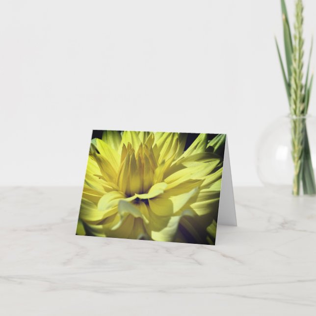 Gula Dahlia Blomblad Fotografering Notering Kort (Framsida)