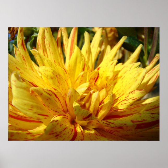 Gula Dahlia Blomma Konsttryck Dahlias Trädgård Poster (Framsidan)