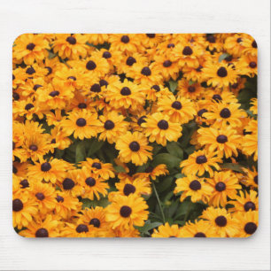 Gula daisy musmatta