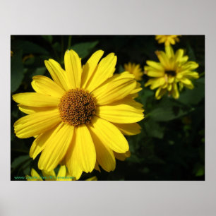 Gula daisy poster