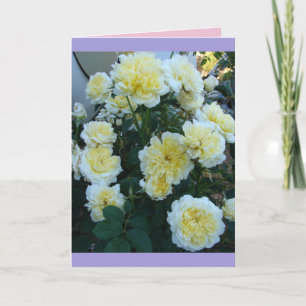 Gula David Austin Rosor Rosenträdgård blommor Kort
