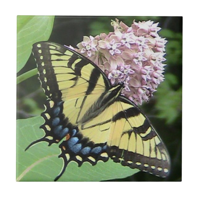Gula den dekorativa Swallowtail fjärilen belägger Kakelplatta (Framsidan)