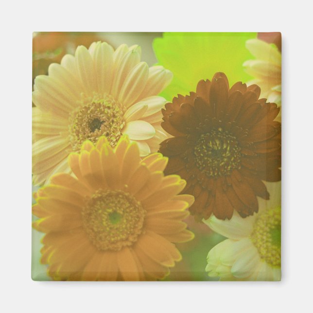 Gula Gerbera Tusenskönor Kylskåp Magneter (Framsidan)