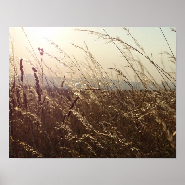 Gula gräsfält Natur  Affischpapper (Matte) Poster (Framsidan)