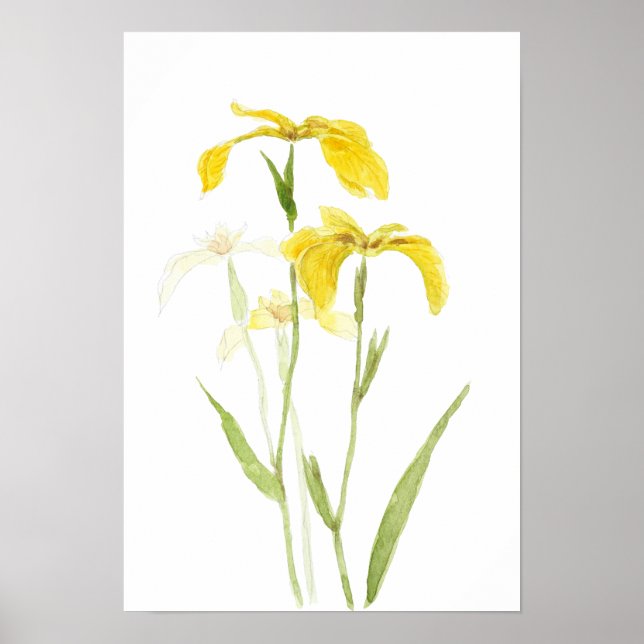 gula iris  akvarell blommor  poster (Framsidan)