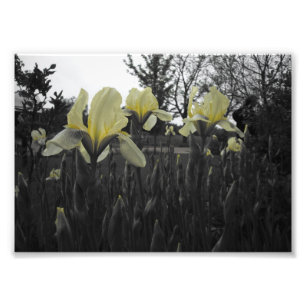 Gula Irises Fototryck