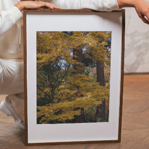Gula Japanska Lönnblad Botaniska Fototryck
