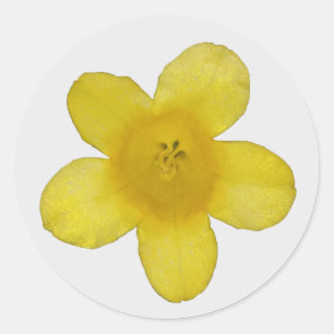 Gula Jasmin Klistermärken