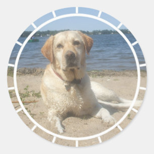 Gula klistermärkear för Labrador Retriever Runt Klistermärke