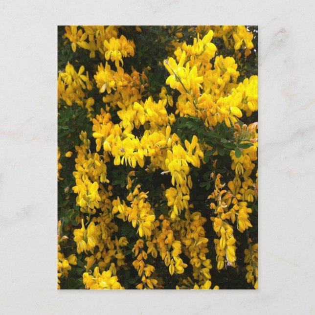 Gula klockblommor -- Infödda australiensiska Vykort (Framsida)