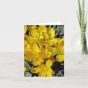 Gula krokusblommor helgkort