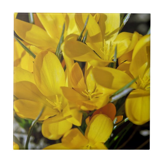Gula krokusblommor kakelplatta (Framsidan)