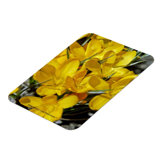 Gula krokusblommor magnet (Vänstra Sidan)