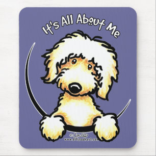 Gula Labradoodle IAAM Musmatta