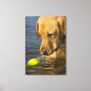 Gula labrador med en tennisboll i vatten canvastryck