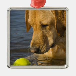 Gula labrador med en tennisboll i vatten julgransprydnad metall