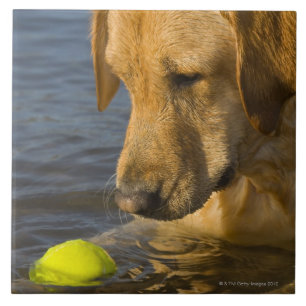 Gula labrador med en tennisboll i vatten kakelplatta