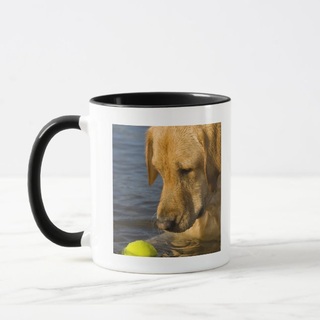 Gula labrador med en tennisboll i vatten mugg (Vänster)