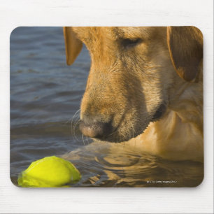 Gula labrador med en tennisboll i vatten musmatta
