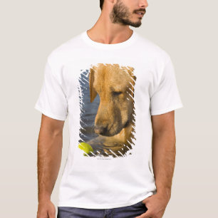 Gula labrador med en tennisboll i vatten t-shirt