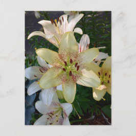 Gula liljefläckar Postkort Vykort