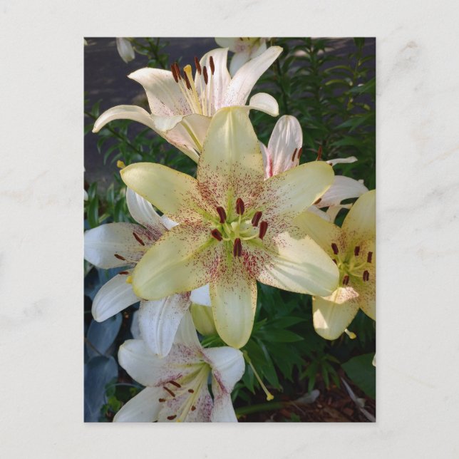 Gula liljefläckar Postkort Vykort (Framsida)