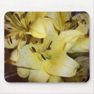Gula lillies musmatta