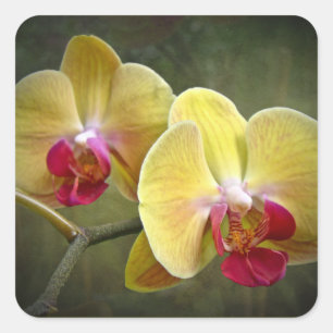 Gula malOrchids - Phalaenopsis Fyrkantigt Klistermärke